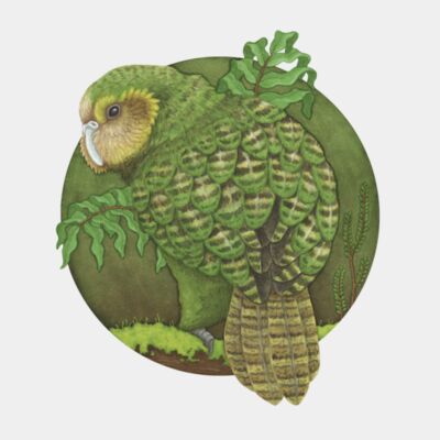 NZ Native Birds Thumbnail